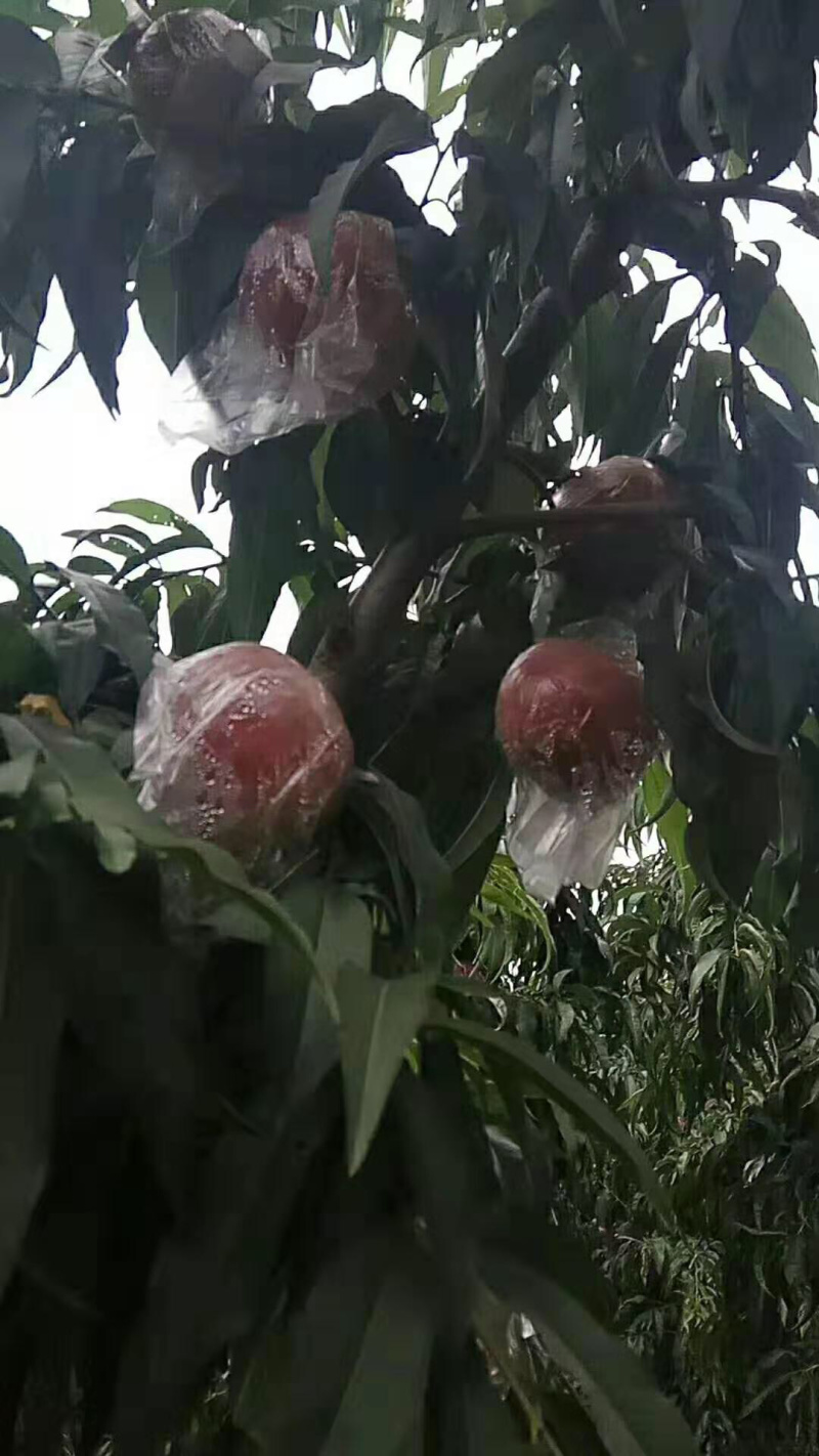 200一1桃