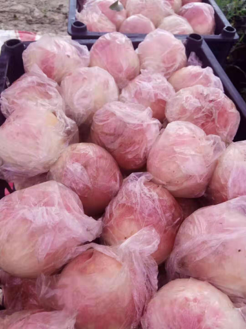 200一1桃