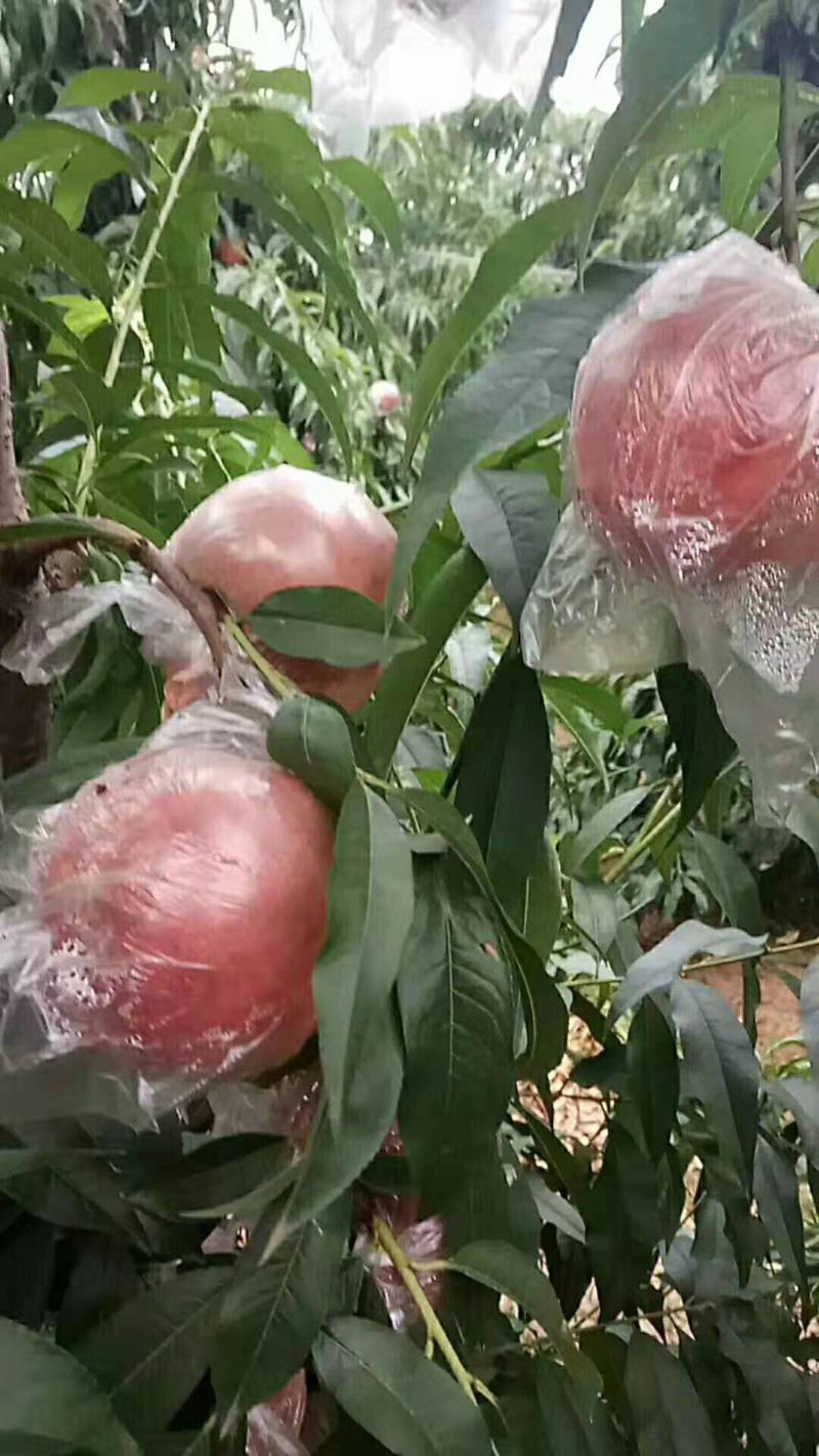 200一1桃