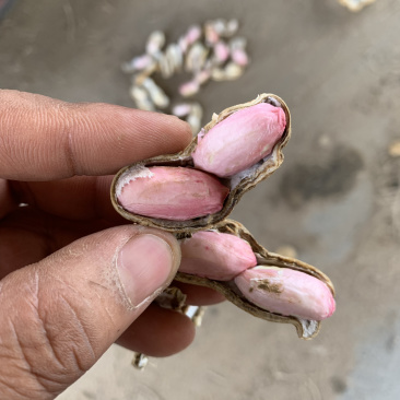 鲜花生，沙地货大果万亩产区供应，保质保量