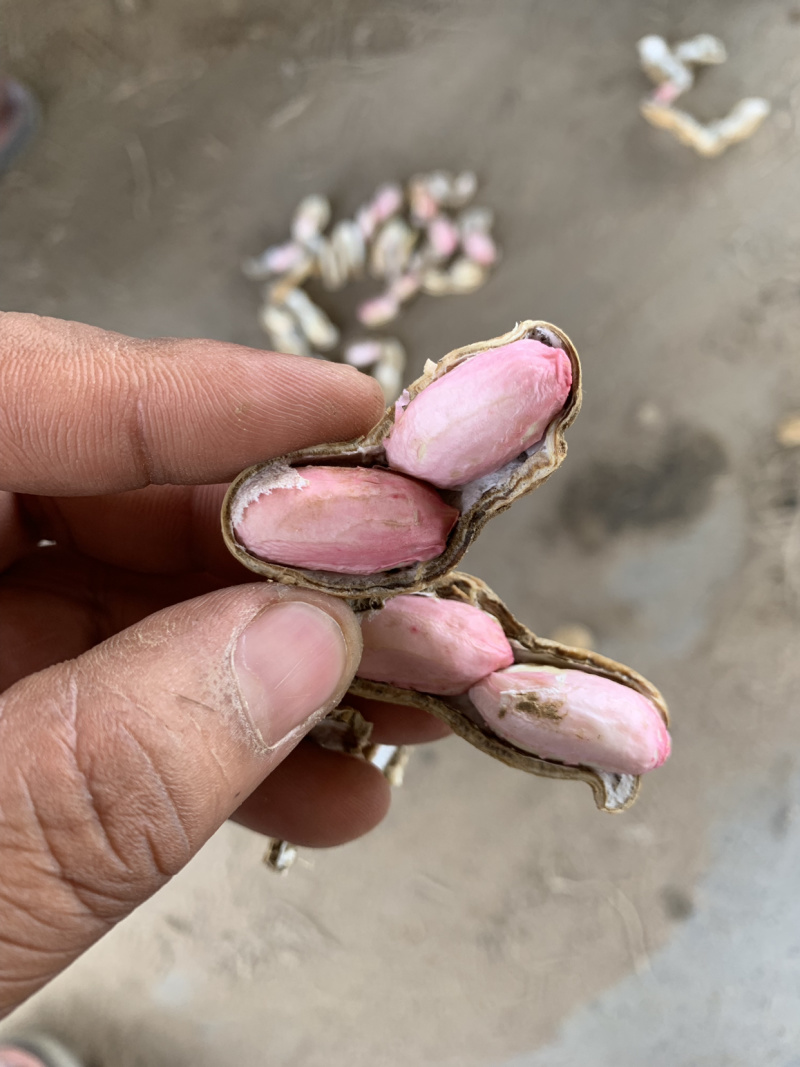 鲜花生，沙地货大果万亩产区供应，保质保量