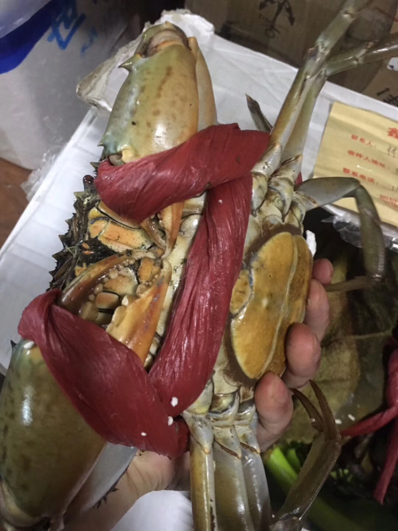 本港膏蟹包货包饱满…………一手货源，精选一级蟹