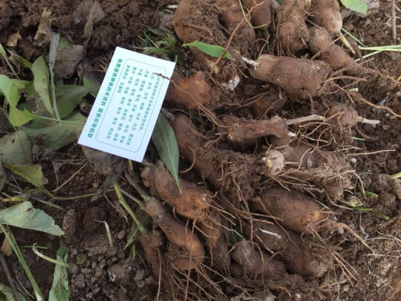 白术芽白术苗改良品种高产