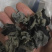 康惠商行东北黑木耳一级秋耳肉厚无根