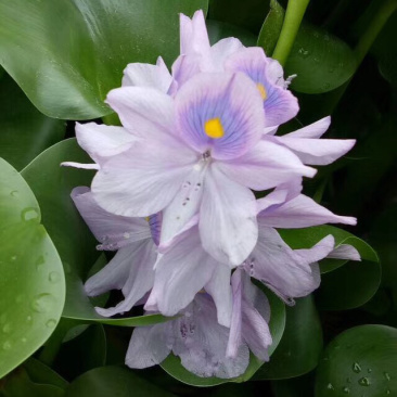 水葫芦，凤眼蓝