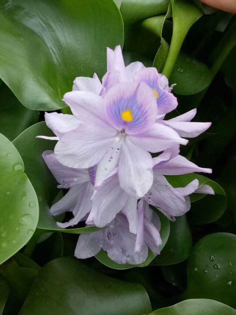 水葫芦，凤眼蓝