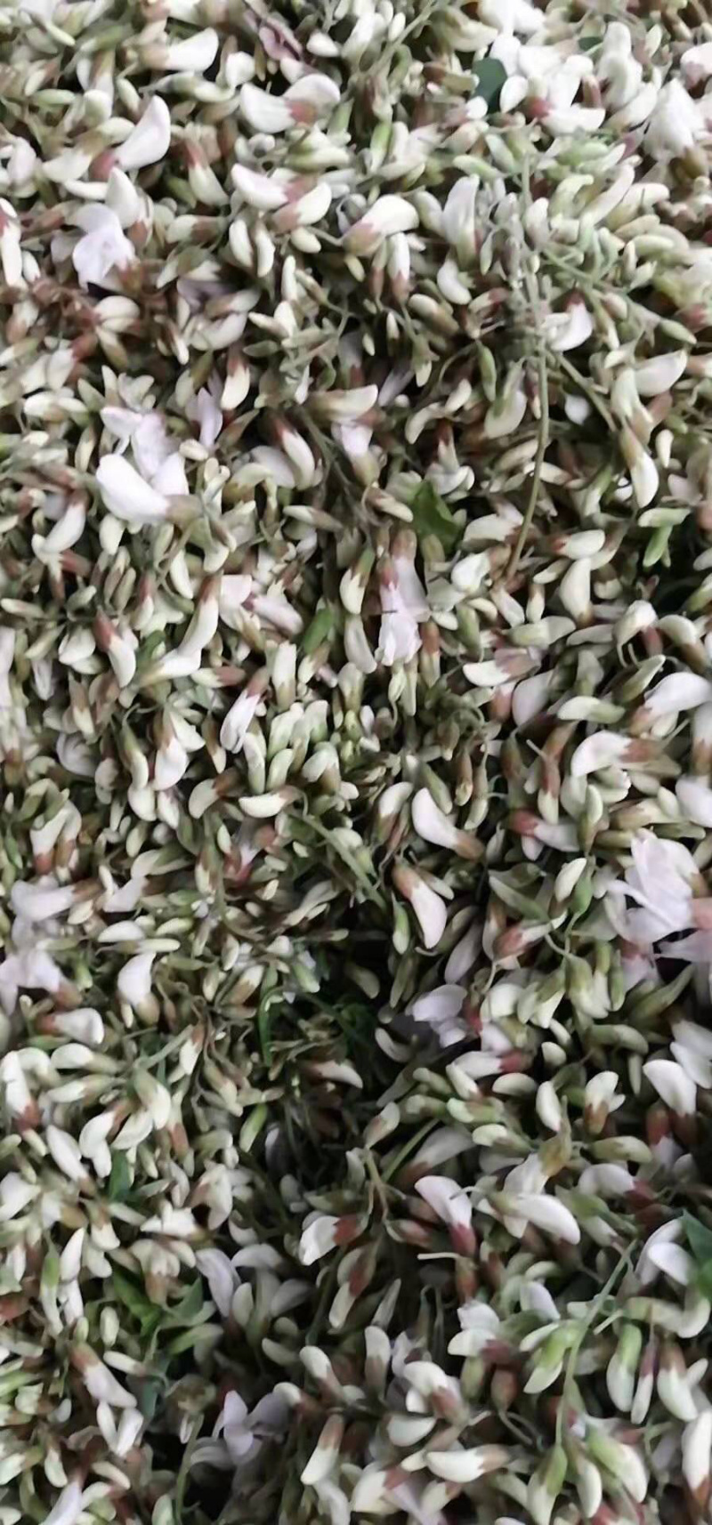 槐花杨槐花槐树花速冻洋槐花