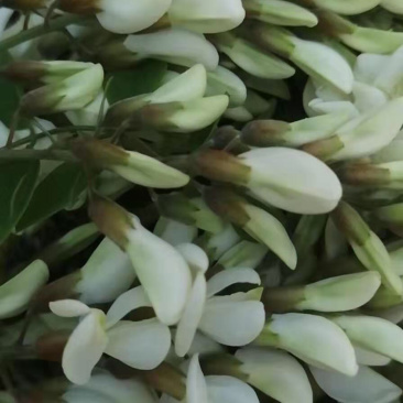 槐花杨槐花槐树花速冻洋槐花