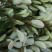 槐花杨槐花槐树花速冻洋槐花