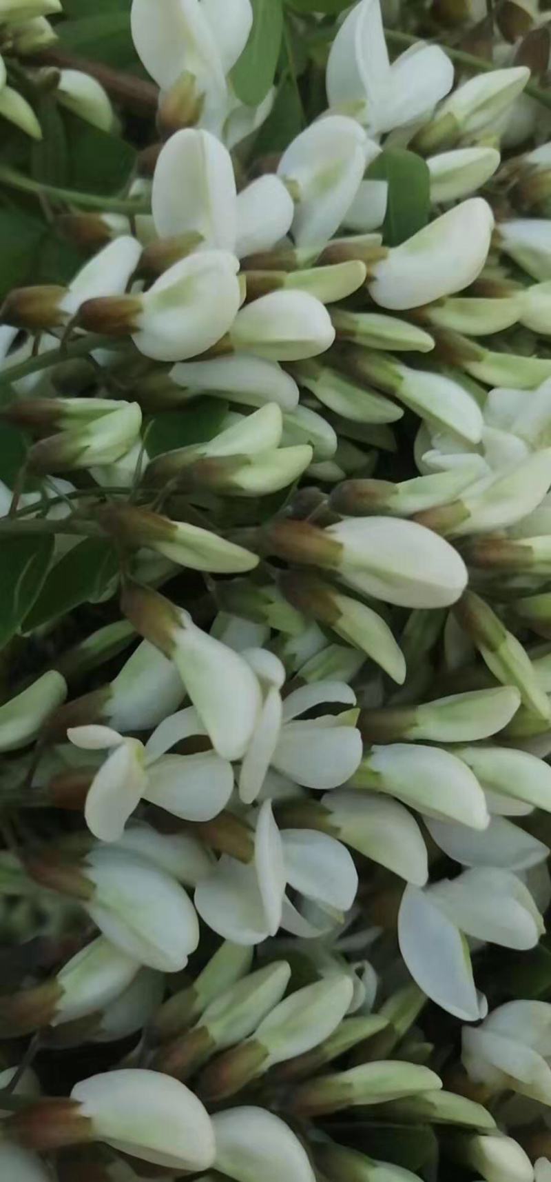 槐花杨槐花槐树花速冻洋槐花