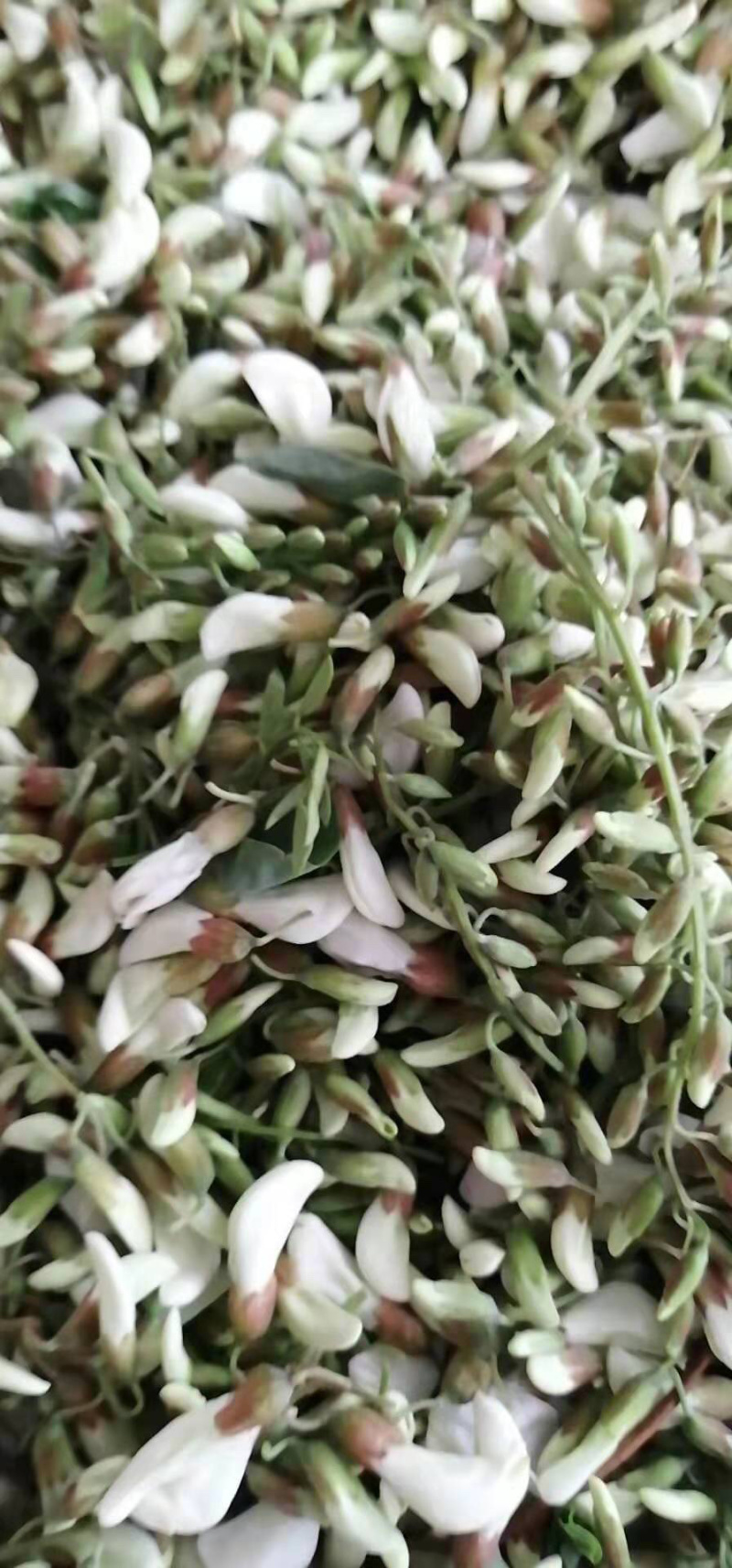 槐花杨槐花槐树花速冻洋槐花