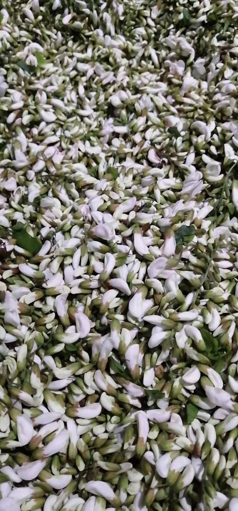 槐花杨槐花槐树花速冻洋槐花