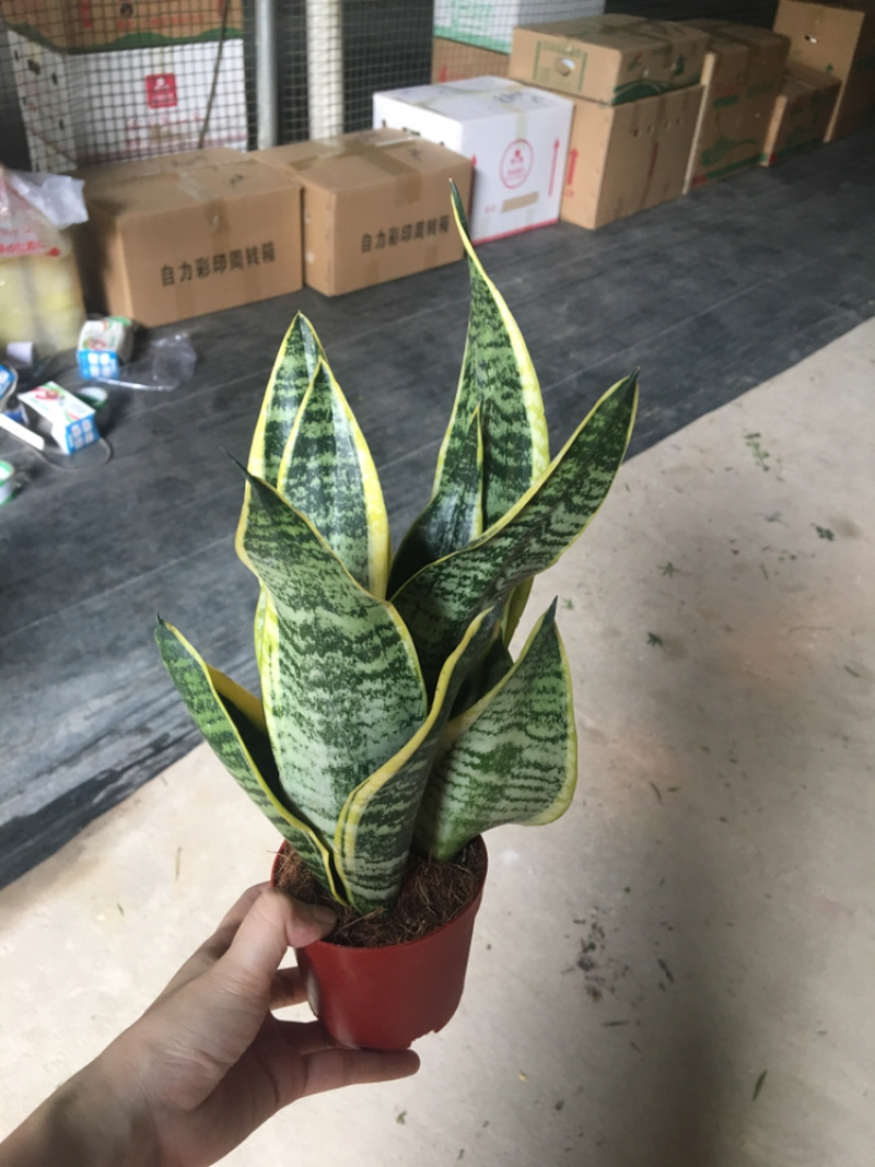 虎皮兰