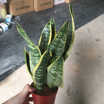 虎皮兰