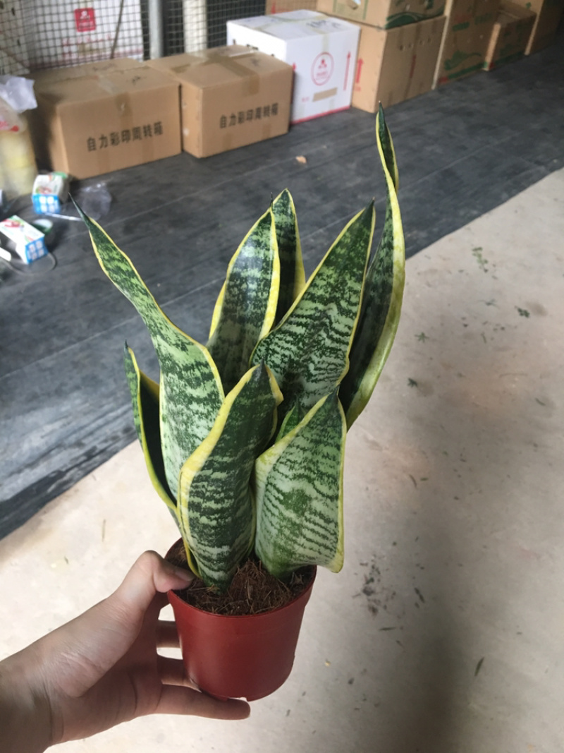 虎皮兰