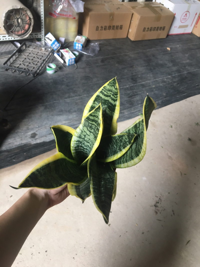 虎皮兰
