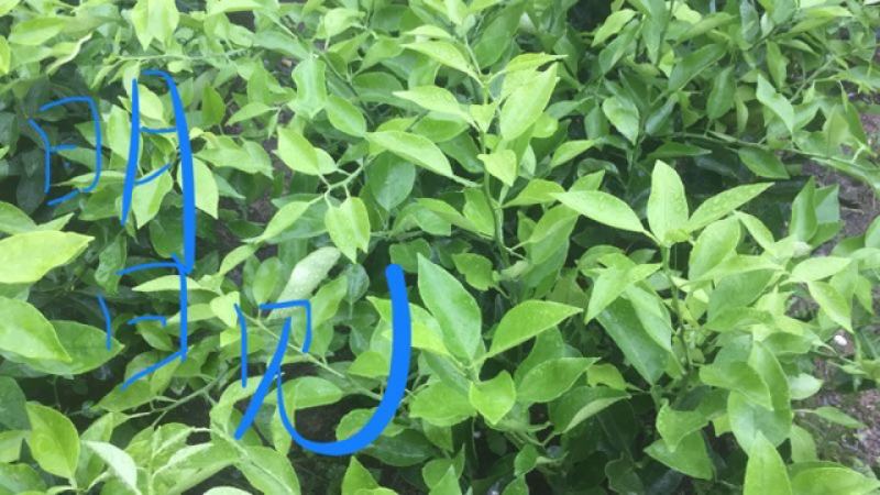 爱媛28柑橘苗和各类苗枝条