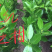爱媛28柑橘苗和各类苗枝条