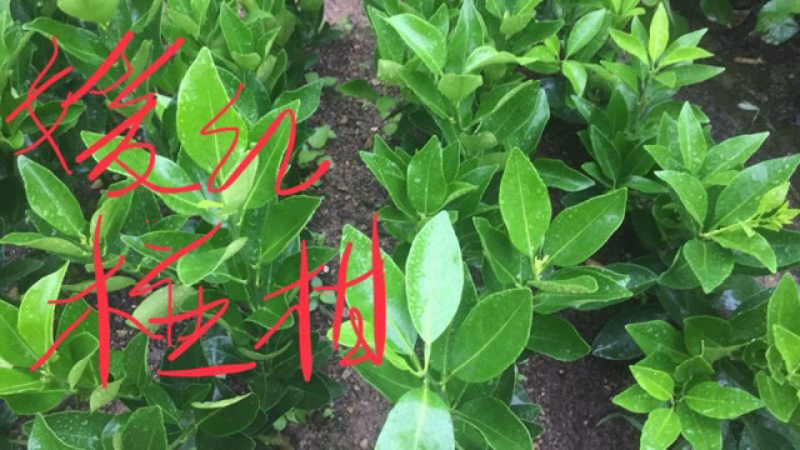 爱媛28柑橘苗和各类苗枝条