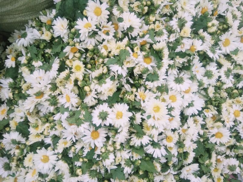 菊花茶