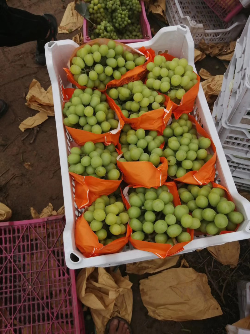 河北省衡水饶阳青提，维多利亚电商平台，市场，超市欢迎对接