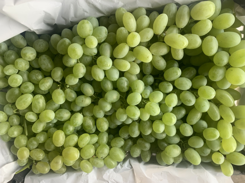 河北省衡水饶阳青提，维多利亚电商平台，市场，超市欢迎对接