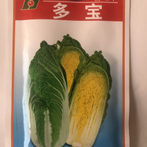 白菜种子娃娃菜极早熟黄芯娃娃菜50天上市