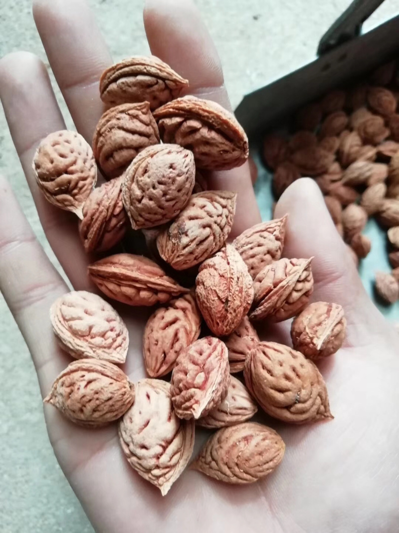 毛桃树种子桃树种子年新货出售.出芽率95%以上