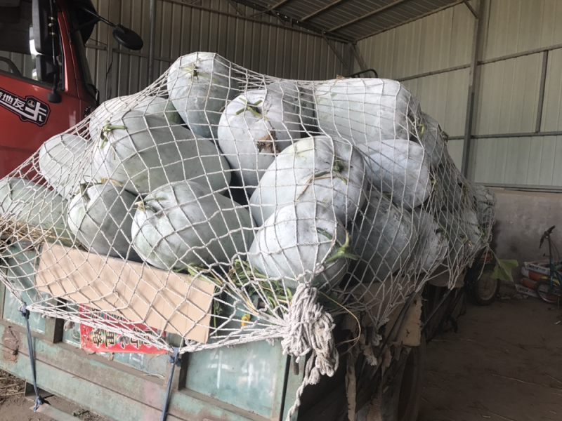 河南开封海南品种白粉冬瓜大量上市产地一手货源