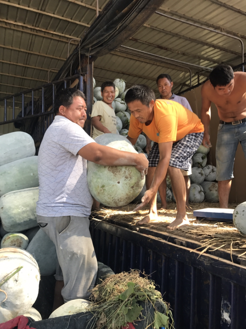 河南开封海南品种白粉冬瓜大量上市产地一手货源