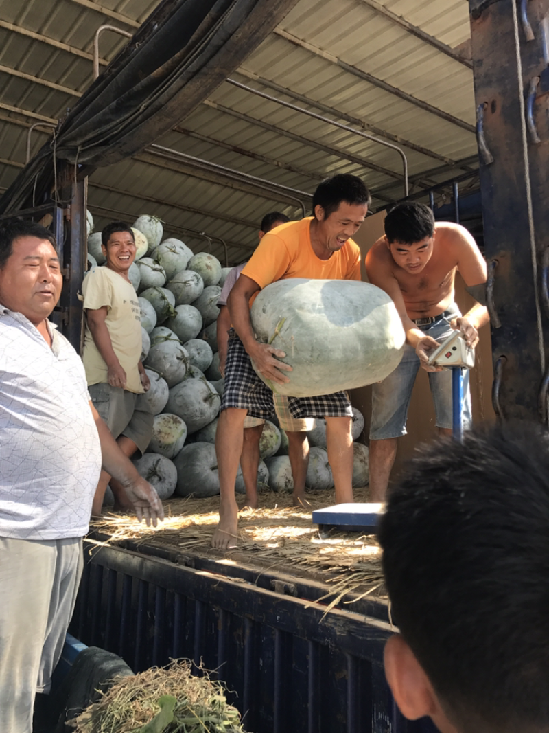 河南开封海南品种白粉冬瓜大量上市产地一手货源
