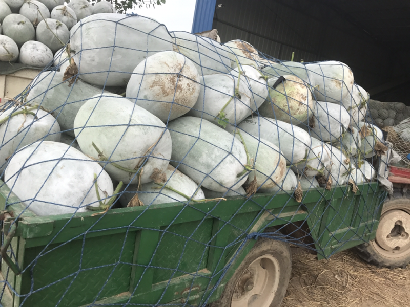 河南开封海南品种白粉冬瓜大量上市产地一手货源