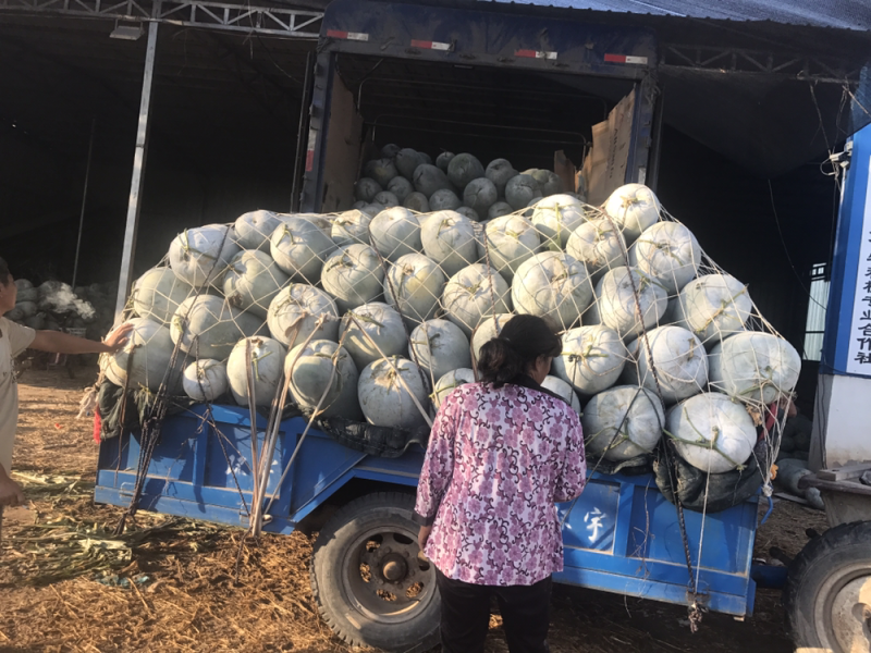 河南开封海南品种白粉冬瓜大量上市产地一手货源