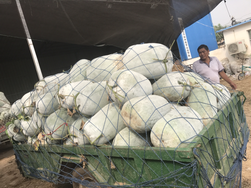 河南开封海南品种白粉冬瓜大量上市产地一手货源
