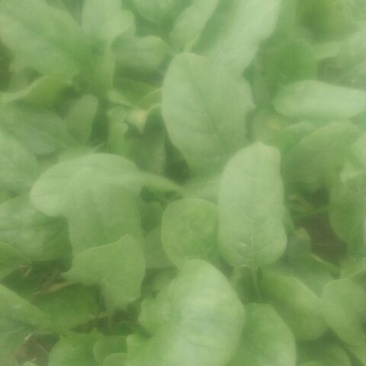 菠菜10~15厘米