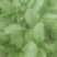 菠菜10~15厘米