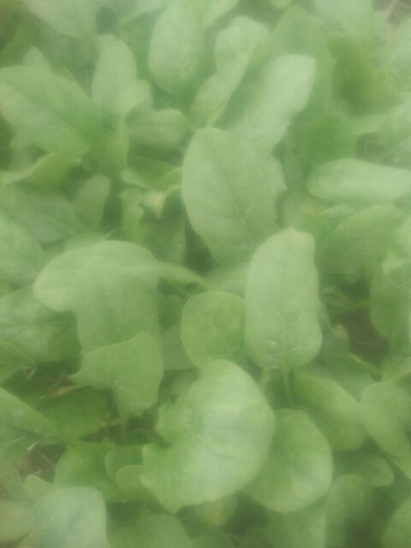 菠菜10~15厘米