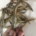 鱼干淡水小鱼干小河鱼