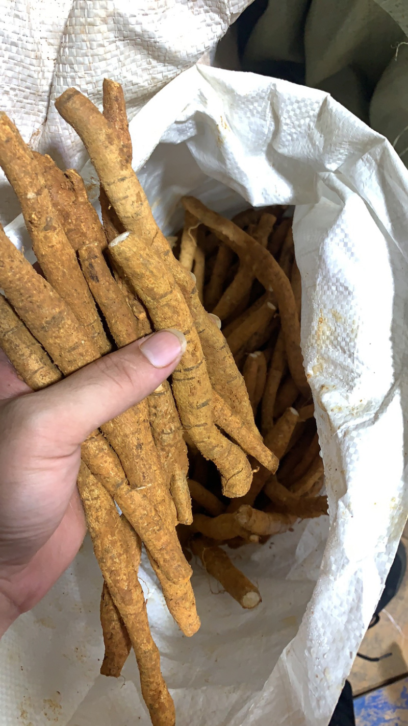 新鲜牛大力（长期供货）全粉质薯产地直销靓规格