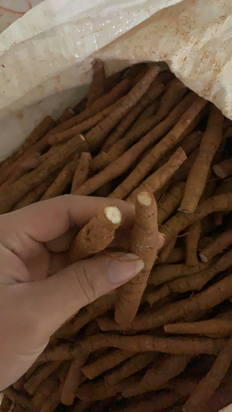 新鲜牛大力（长期供货）全粉质薯产地直销靓规格