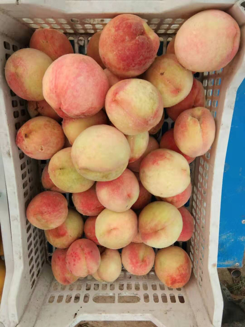 农户直销大量优质水蜜桃-湖北潜江