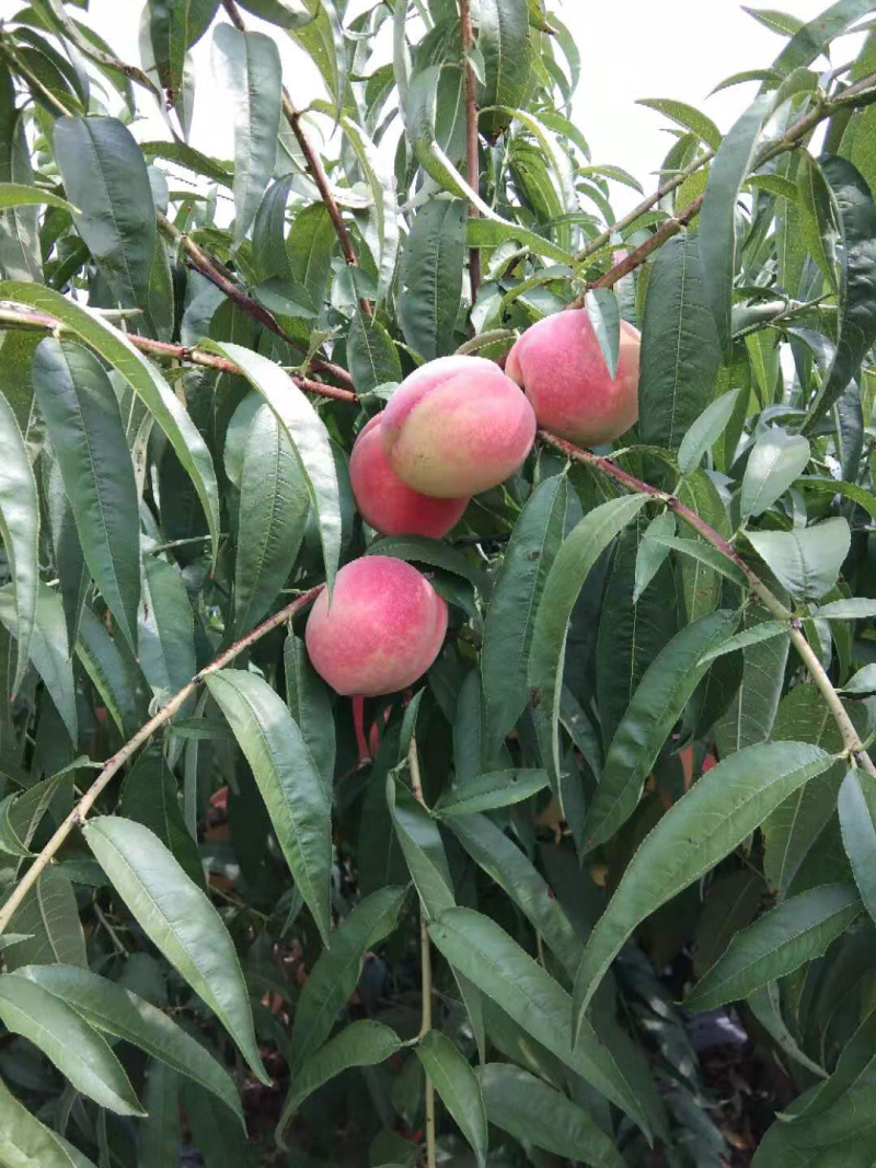 农户直销大量优质水蜜桃-湖北潜江
