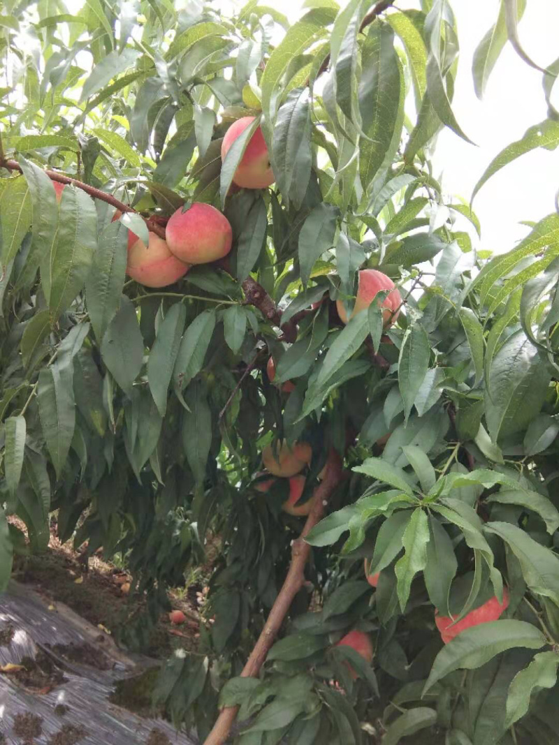农户直销大量优质水蜜桃-湖北潜江