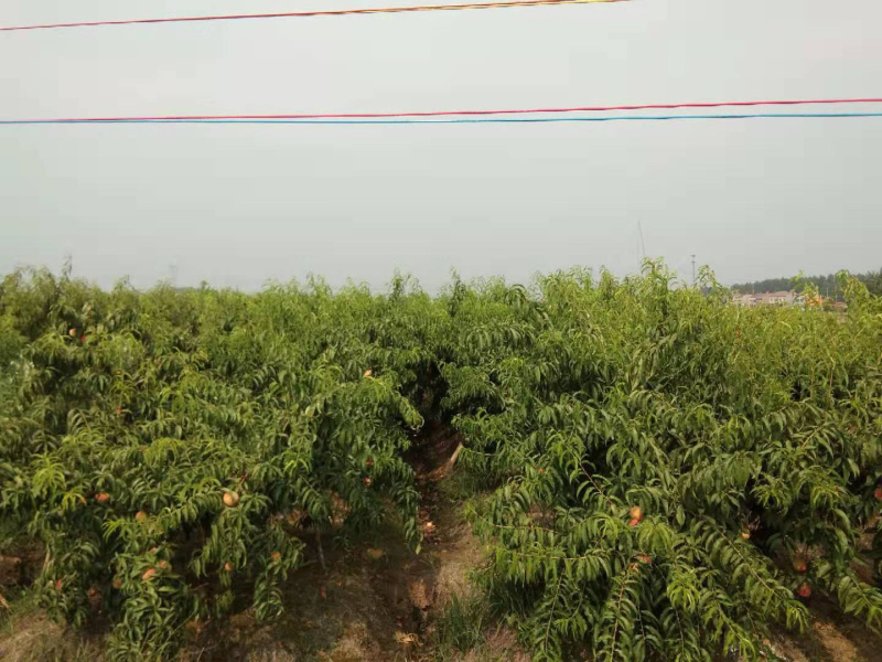 农户直销大量优质水蜜桃-湖北潜江