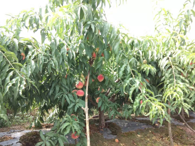 农户直销大量优质水蜜桃-湖北潜江