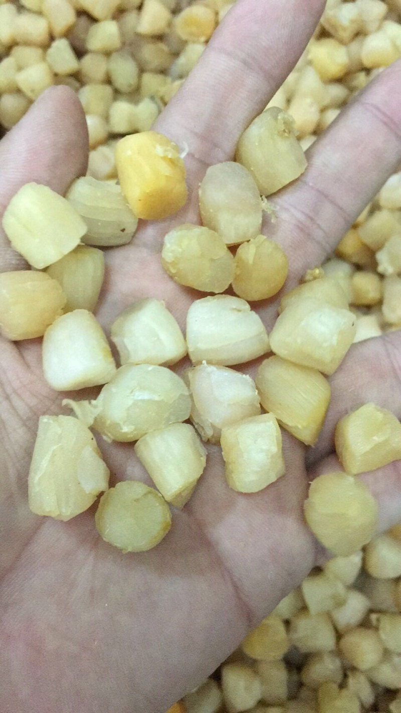 280头大连干贝，一手货源