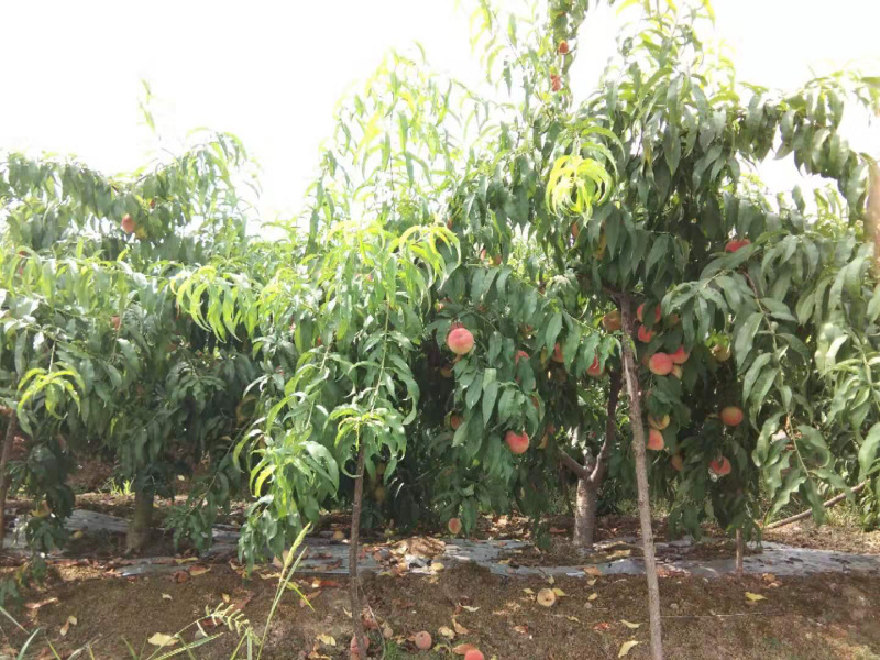 农户直销锦绣黄桃-湖北潜江
