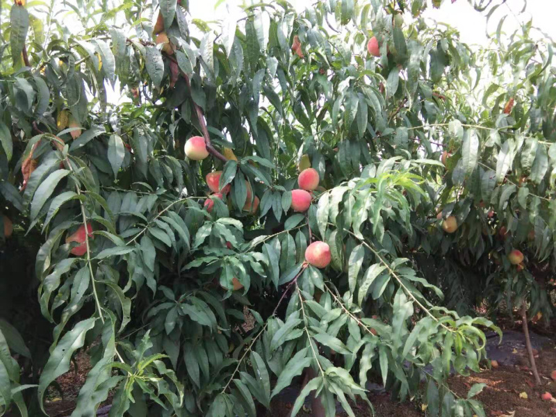 农户直销锦绣黄桃-湖北潜江