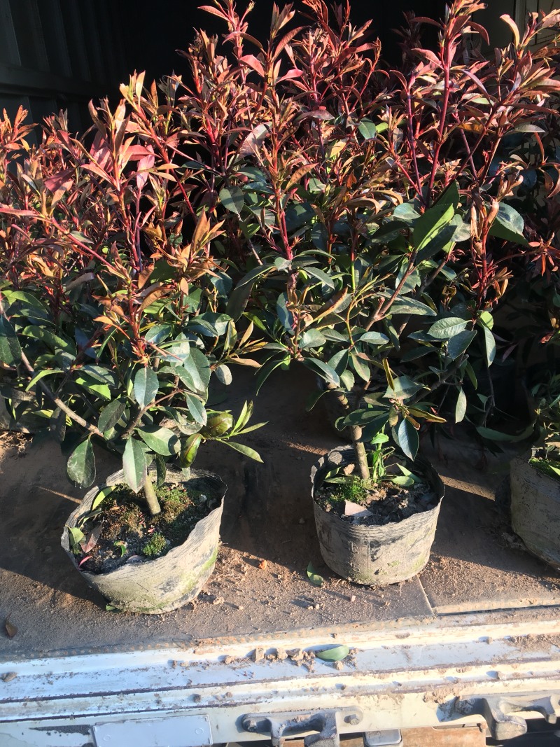 红叶石楠球1米冠幅红叶石楠小杯红叶石楠大杯
