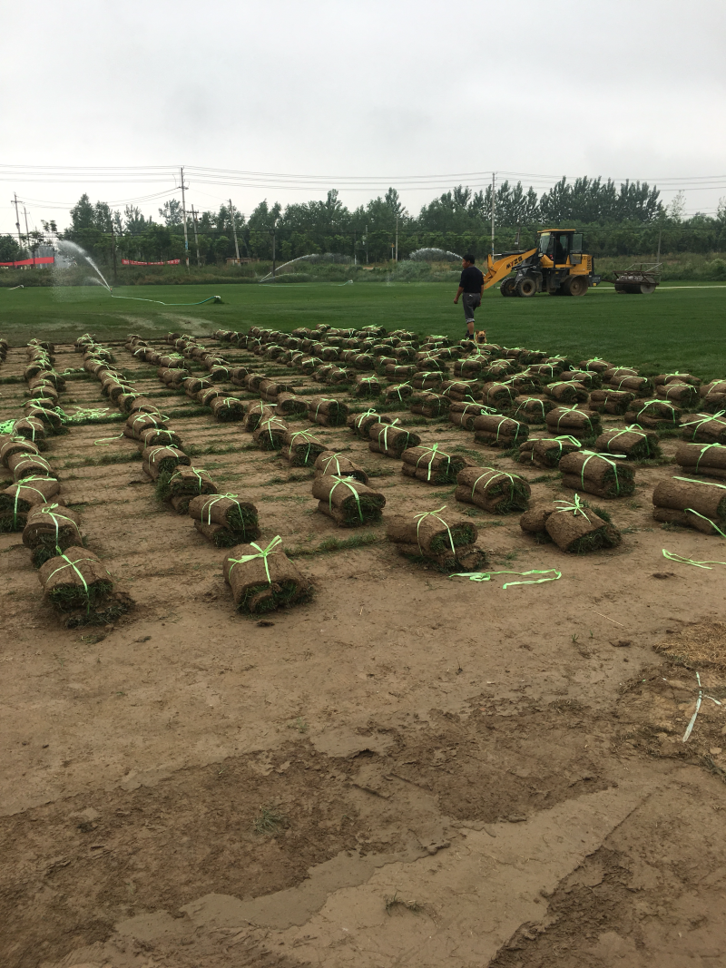 草坪四季青草坪草坪草绿化草坪基地直发